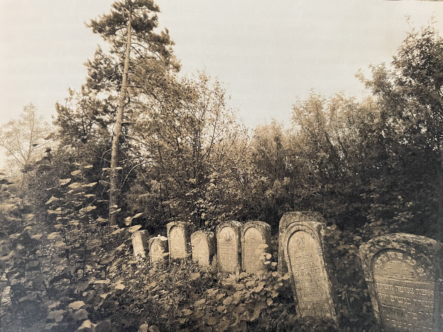 Grüber in einem alten jüdischen Friedhof in Polen