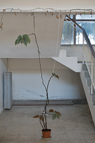 Eine Fotografie von MIne Dal aus der Serie Zimmerpflanzen
